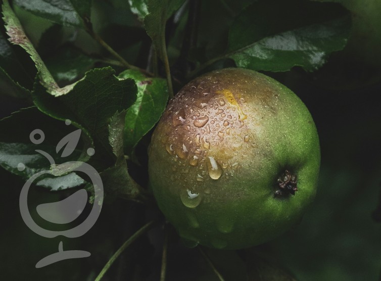 Un patrimoine vivant : Les variétés de pommes locales